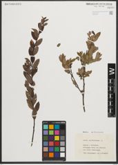 Foto von Salix myrtilloides L.